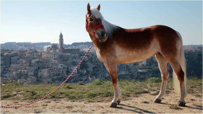 passeggiata a cavallo a Matera